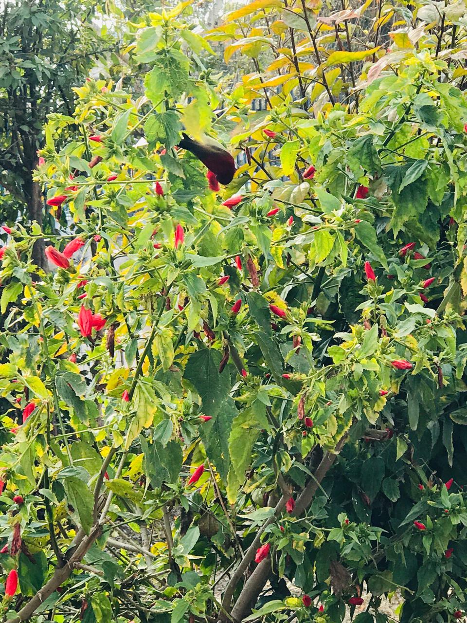 A little bird enjoying with the flowers plz watch and reply…  (Photo Credit Mr Mehta PWD office Rajouri)