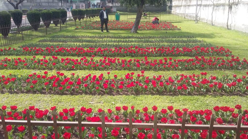Tulip blooms in Poonch,The surprise development and boost to Tourism in a Poonch district of Peerpunjaal