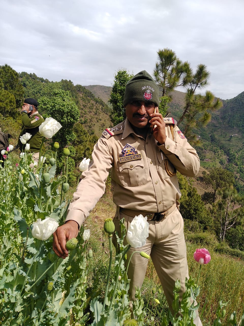 llegal cultivation of poppy plants destroyed