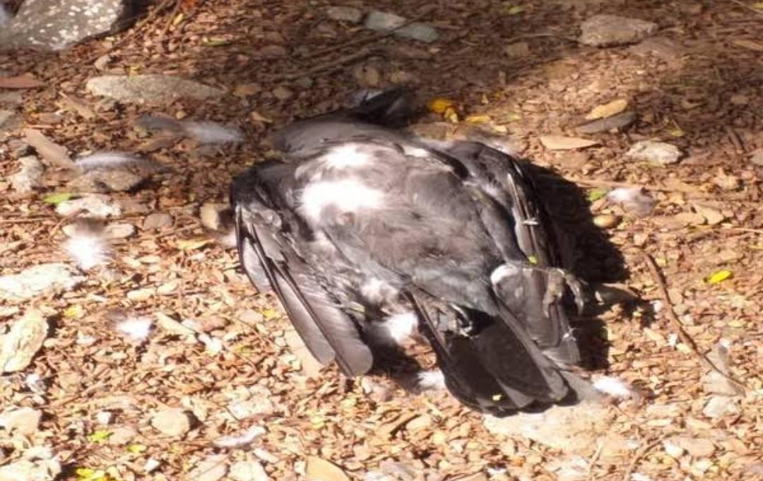 First case of bird flu reported in Tehsil Mandi of district Poonch