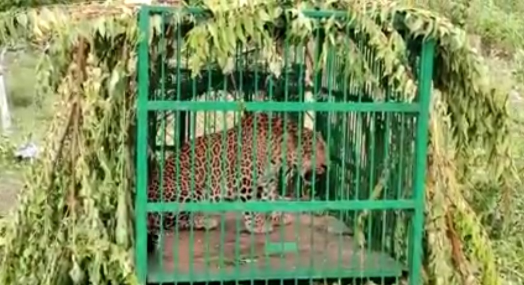 Leopard captured alive in Ganderbal’s Mansbal