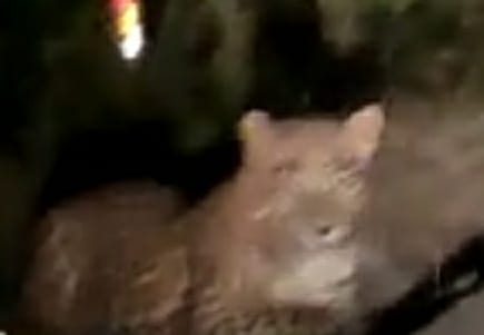 Fear gripped BGSBU campus after Leopard spotted on 2nd consecutive day.