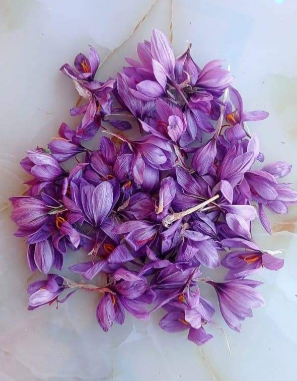 Saffron blooms in Rajouri as cultivation trial bears fruit.